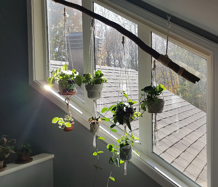 Plantes et créations C&A | 350 Rue Principale #4, Eastman, QC J0E 1P0, Canada | Phone: (418) 922-0413
