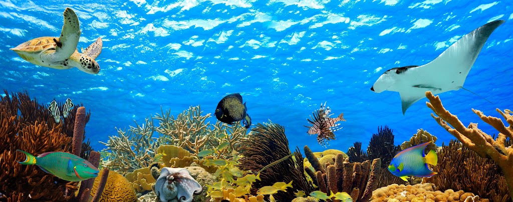 Scuba Dive Marketing | 724 Greenwood Rd, Kingston, NS B0P 1R0, Canada | Phone: (902) 349-5760