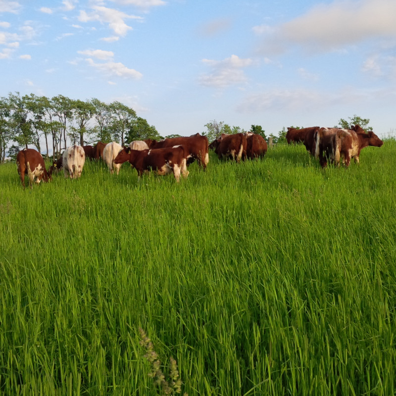 Banbury Grasslands | 2325 Notre Dame Dr, St. Agatha, ON N0B 2L0, Canada | Phone: (519) 513-3962