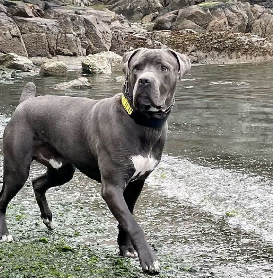 The Focused K9 Ltd. | 1949 Raptor Pl, Cowichan Bay, BC V0R 1N1, Canada | Phone: (250) 818-9421