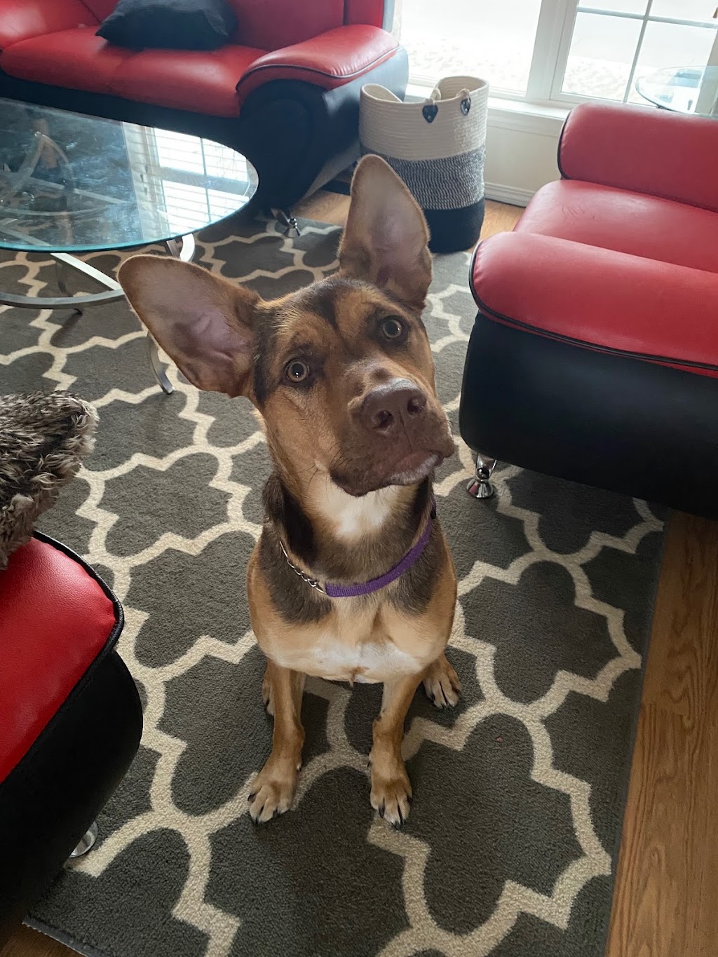 Treats4Feats dog training and other dog stuff | Windermere Blvd, Edmonton, AB T6W 4H1, Canada | Phone: (780) 916-3391