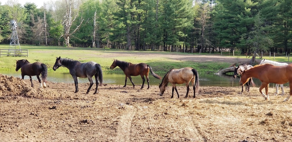 Wildcard Stables | 4941 Vivian Rd, Cedar Valley, ON L0G 1E0, Canada | Phone: (647) 201-2590