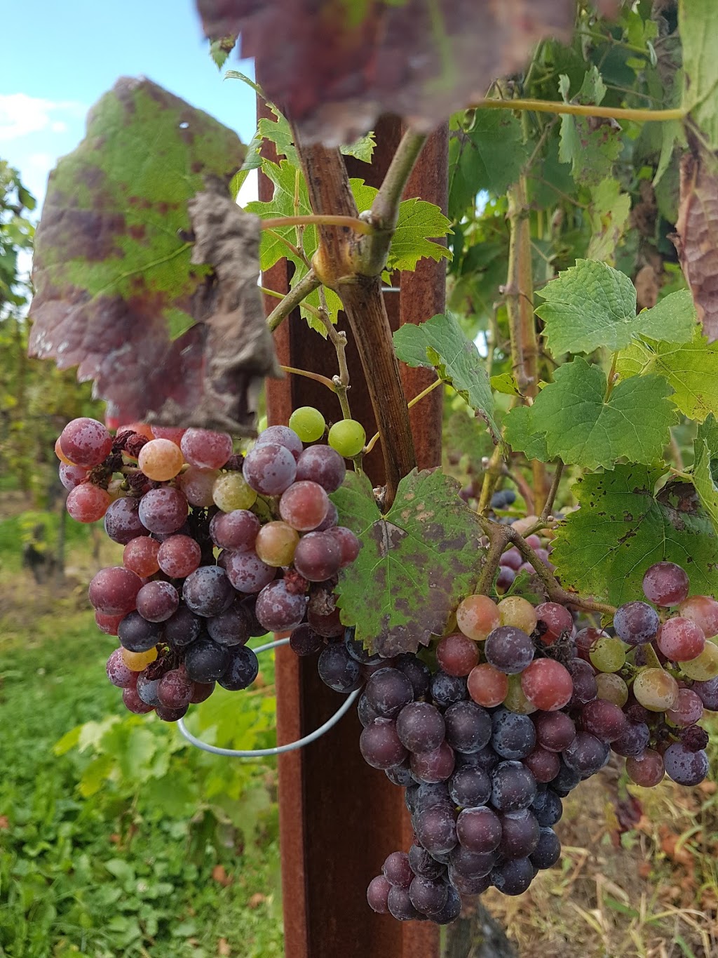 Lailey Winery | 15940 Niagara Pkwy, Niagara-on-the-Lake, ON L0S 1J0, Canada | Phone: (905) 468-8188