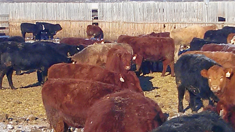 B&B FEEDERS INC | Box 332, Coaldale, AB T1M 1M4, Canada | Phone: (403) 915-5907