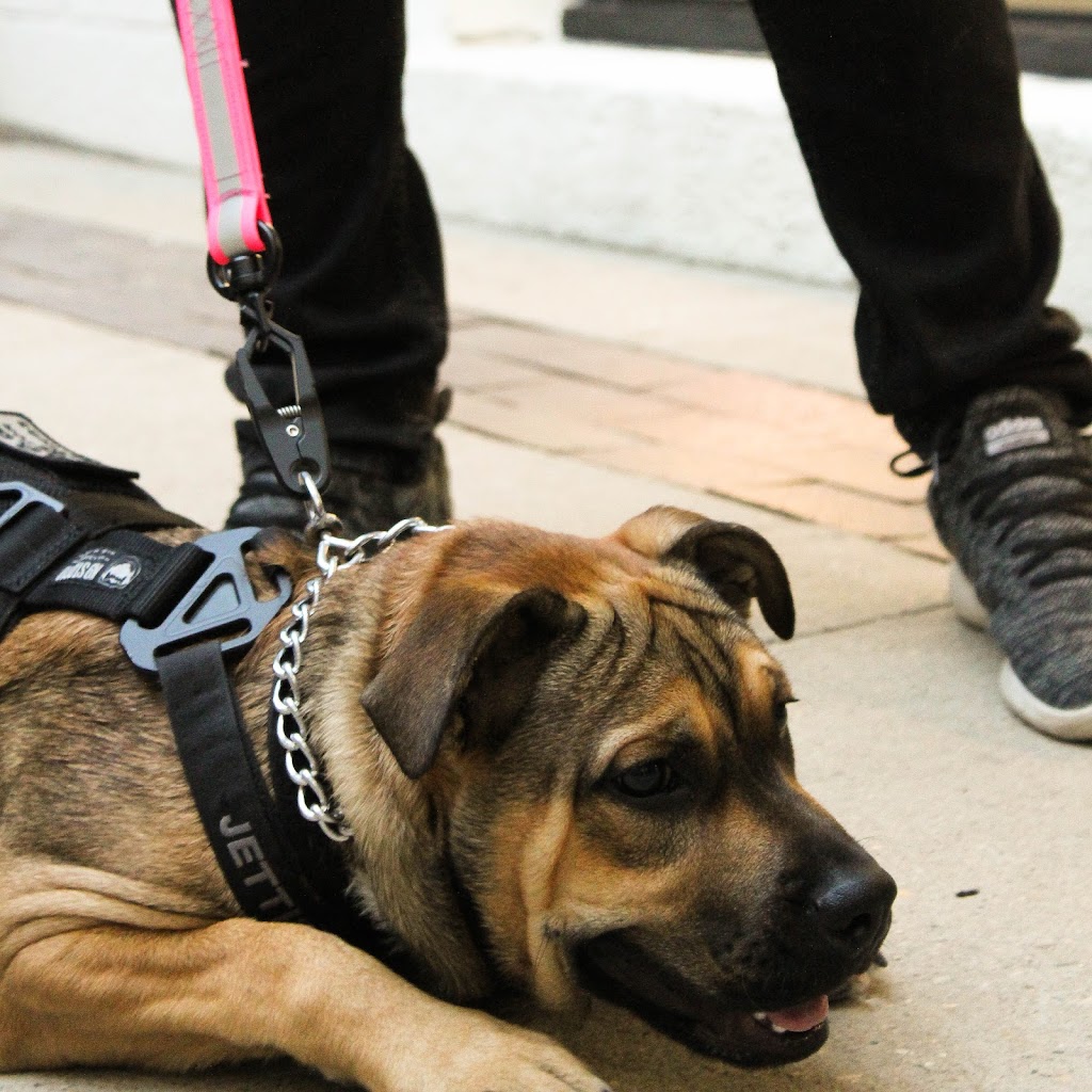 K9 Storm Inc. | 620 Nairn Ave, Winnipeg, MB R2L 0X3, Canada | Phone: (204) 669-8199