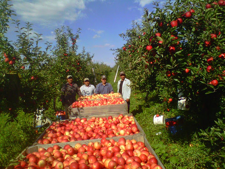 Les Vergers Tougas | 4679 Chemin Godbout, Dunham, QC J0E 1M0, Canada | Phone: (450) 295-2083