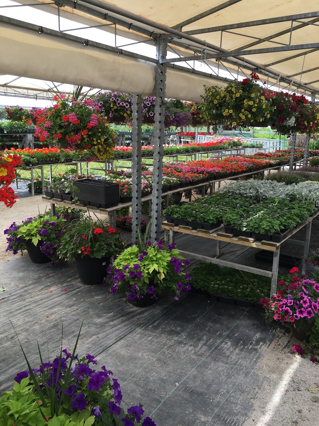 D G Greenhouses | 8890 8 Line, Georgetown, ON L7G 4S5, Canada | Phone: (905) 877-9842