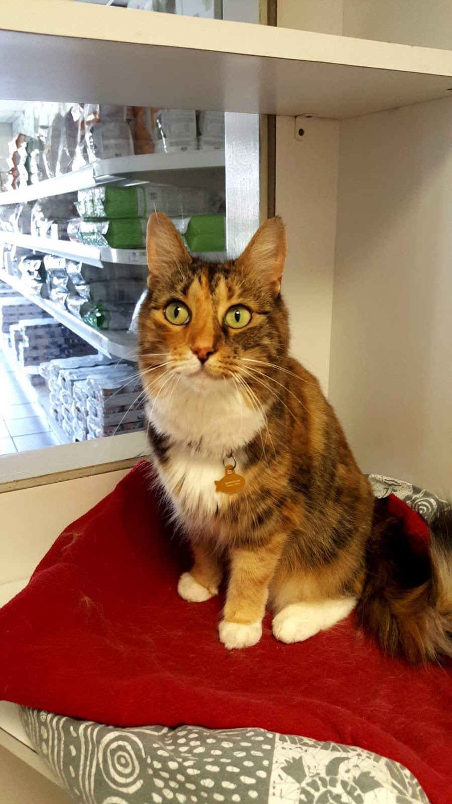 Bytown Cat Hospital | 422 McArthur Av, Ottawa, ON K1K 1G6, Canada | Phone: (613) 741-2460
