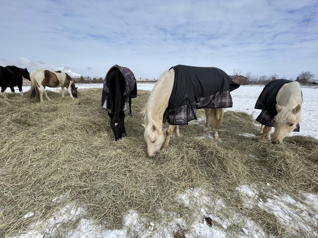 Flatt Ranch Boarding Facility | 2478 Smithville Rd, Smithville, ON L0R 2A0, Canada | Phone: (289) 209-8620