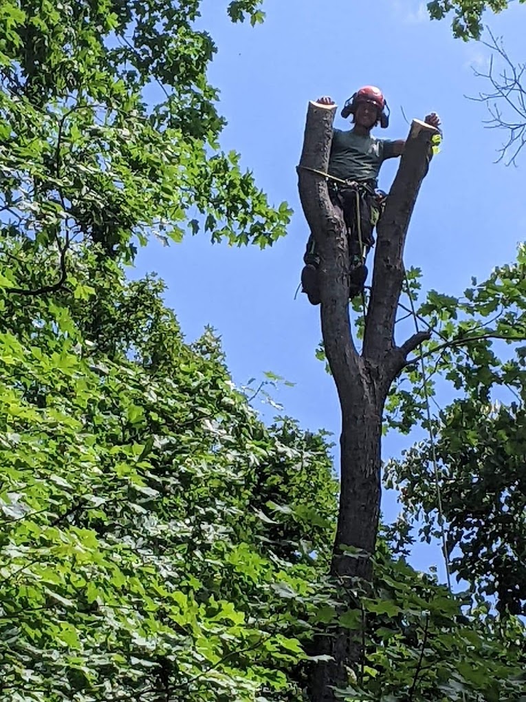 Balancer Tree Care | 1299 Canning Rd, Severn Bridge, ON P0E 1N0, Canada | Phone: (705) 619-4665