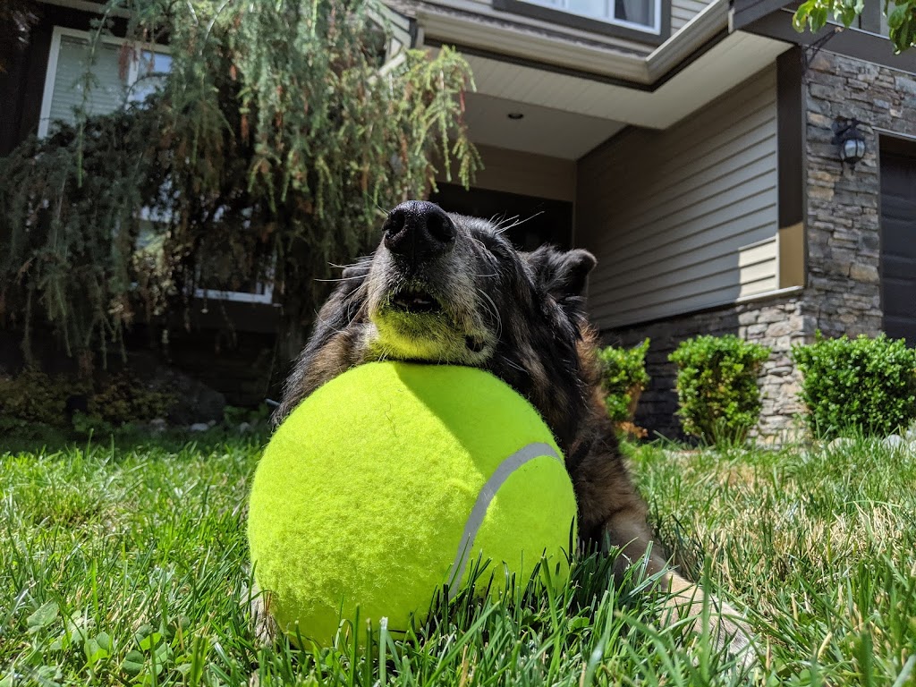 Coastal Rivers Pet Hospital | 1993 Riverside Rd, Abbotsford, BC V2S 4J8, Canada | Phone: (604) 425-1900