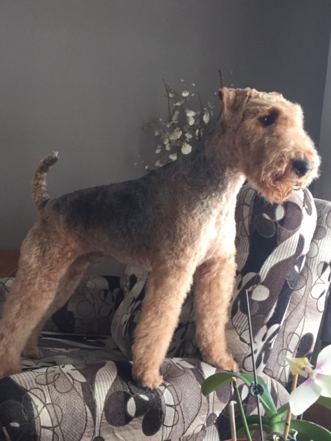Puppy Angel | 1 Boulevard de Sardaigne, Candiac, QC J5R 0A1, Canada | Phone: (450) 444-4441