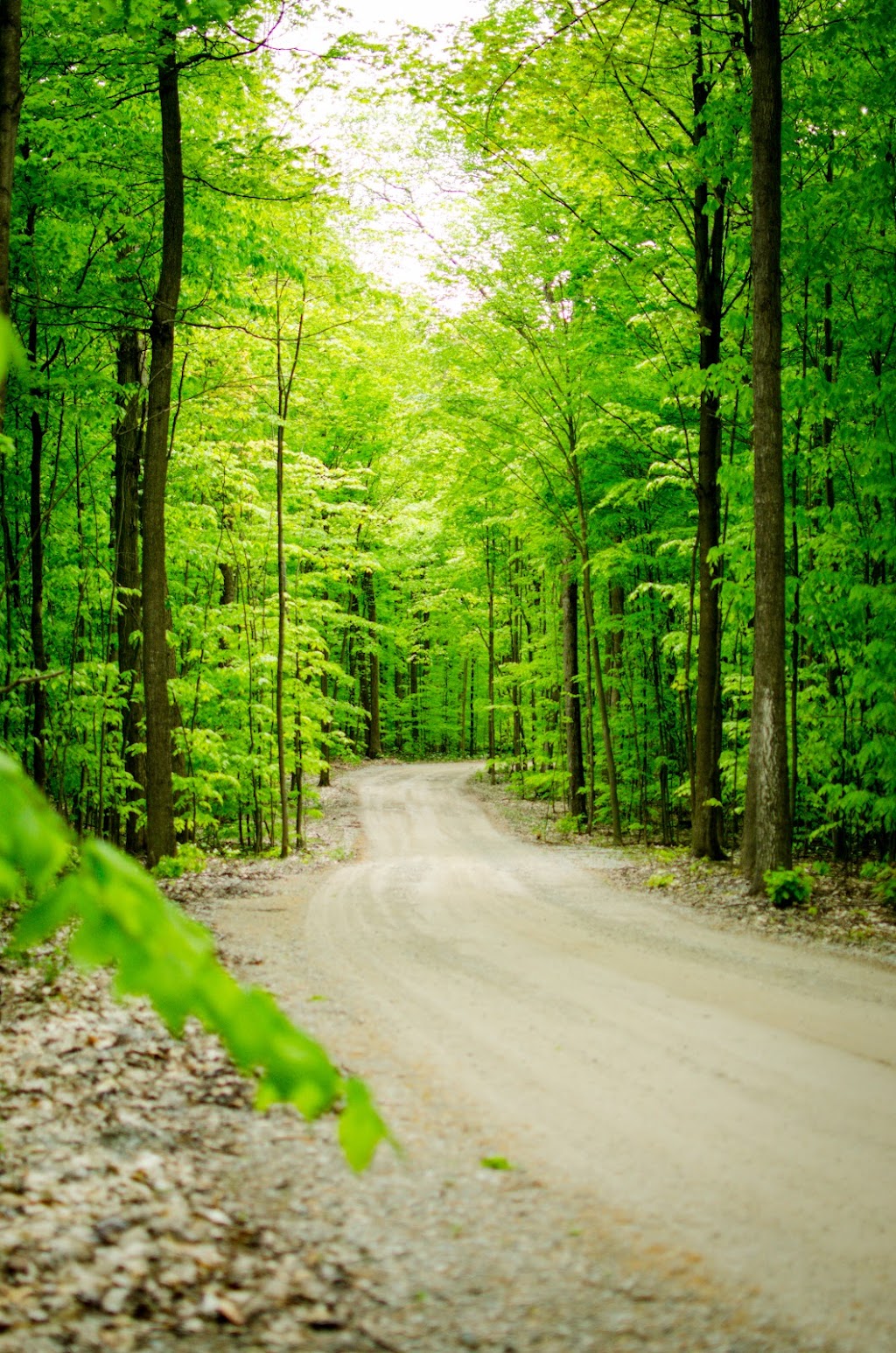 Vicki Tree Yoga and Wellness | 3626 5 Line N, Coldwater, ON L0K 1E0, Canada | Phone: (647) 273-2338