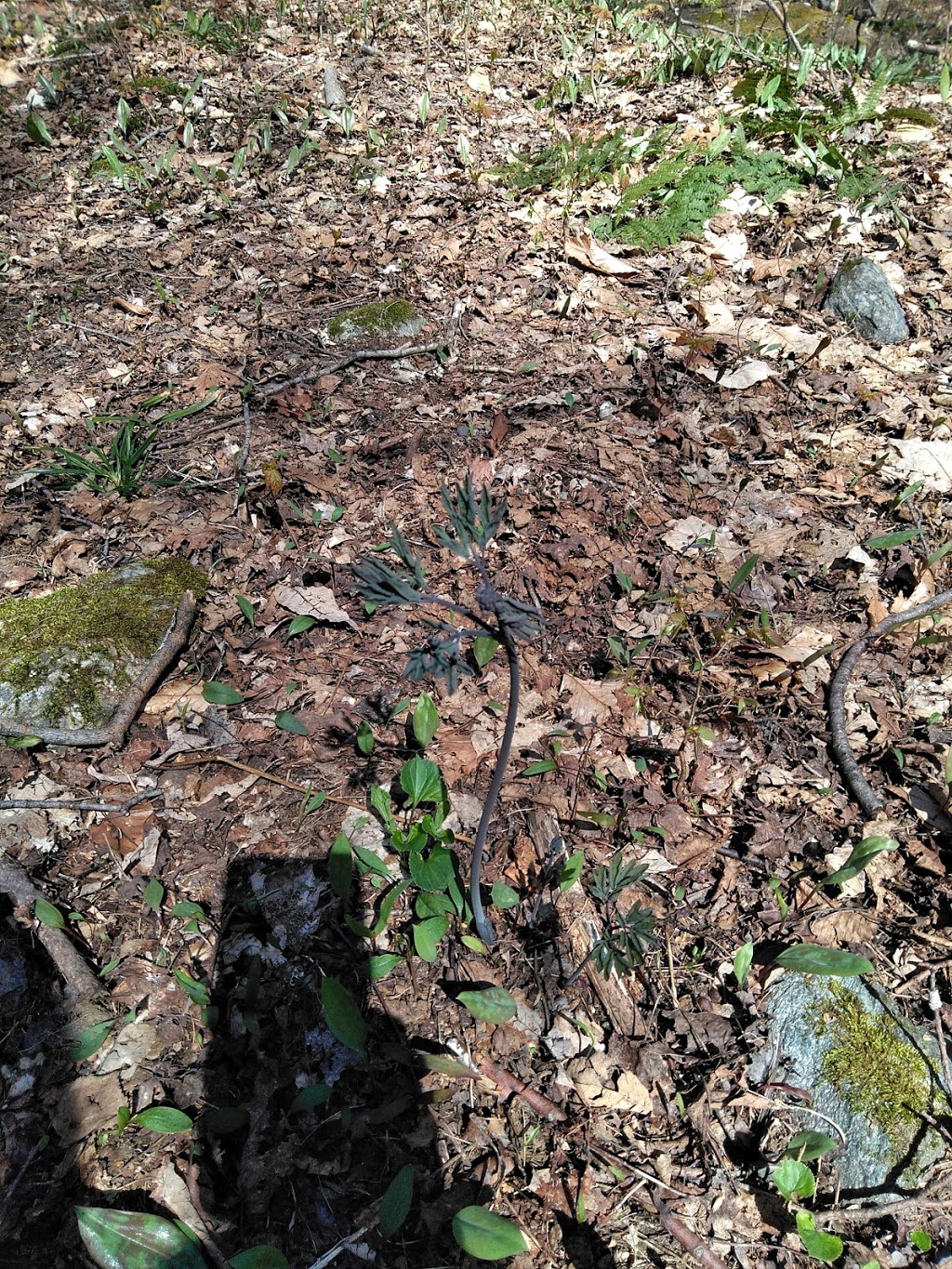 High Ponds Farm LLC | 478 Rossier Rd, Montgomery Center, VT 05471, USA | Phone: (802) 326-4799