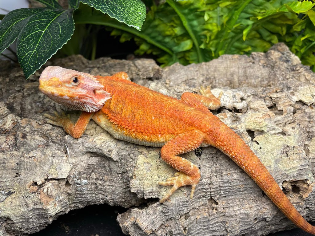Reptile Mart | 550 Alden Rd unit 108, Markham, ON L3R 6A8, Canada | Phone: (647) 354-8848