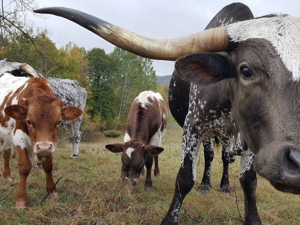 Opeongo Springs Longhorn Grass Fed Beef | 2290 Opeongo Rd W, Eganville, ON K0J 1T0, Canada | Phone: (613) 415-1506