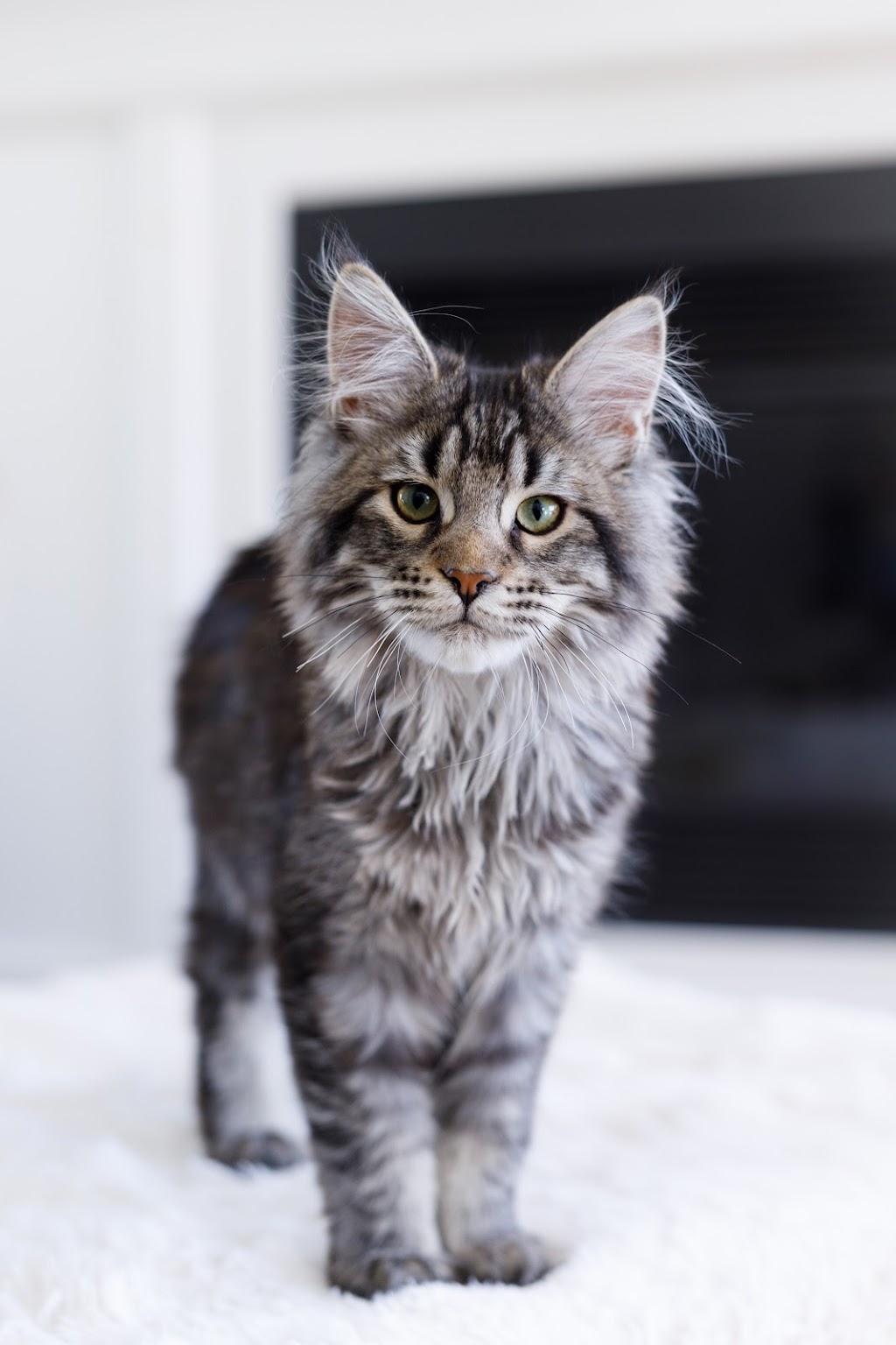 Chatterie Rubycoon Maine Coon, Québec, Estrie | Chem. North, Austin, QC J0B 1B0, Canada | Phone: (819) 239-5005