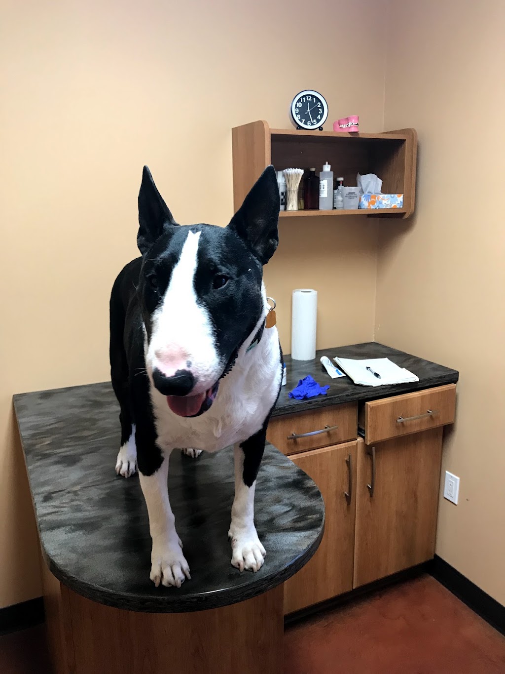 Hillcrest Animal Hospital | 17532 Hwy 2 West, Trenton, ON K8V 5P7, Canada | Phone: (613) 394-4811