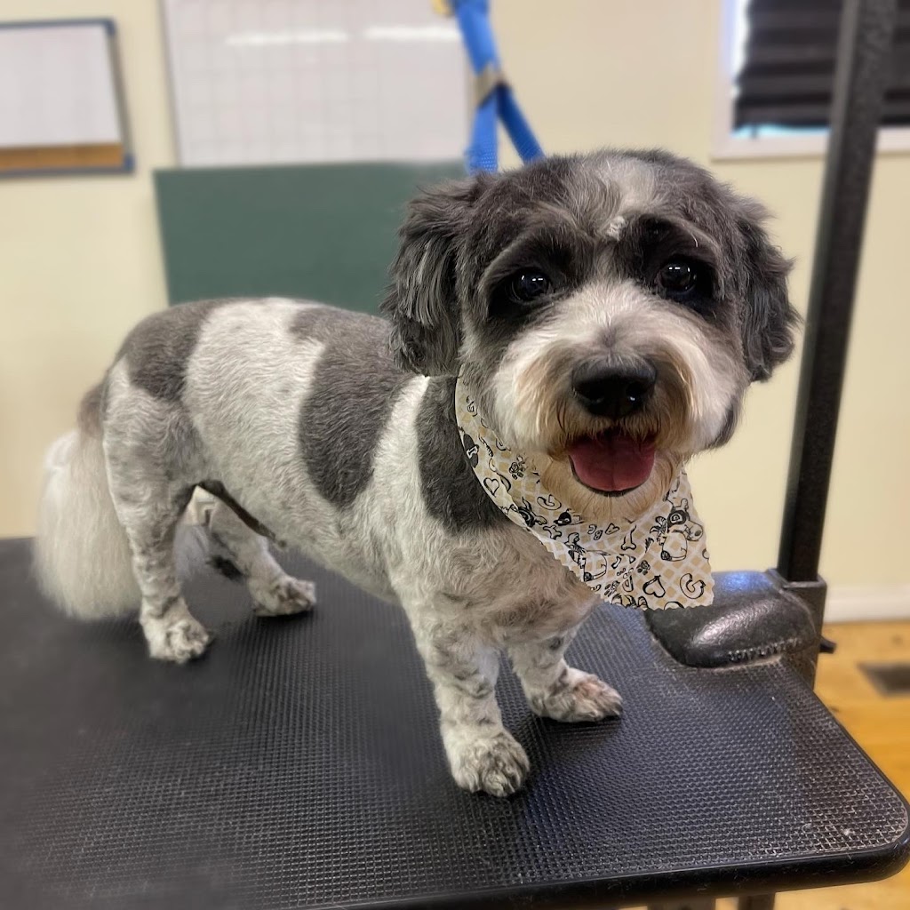 Silk & Bone Dog Grooming | 8010 Coleman St, Mission, BC V2V 6R5, Canada | Phone: (604) 908-9395