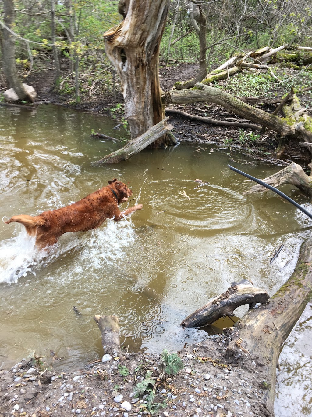 Dogs at Kats | 9404 Danforth Rd E, Cobourg, ON K9A 4J8, Canada | Phone: (905) 396-5287