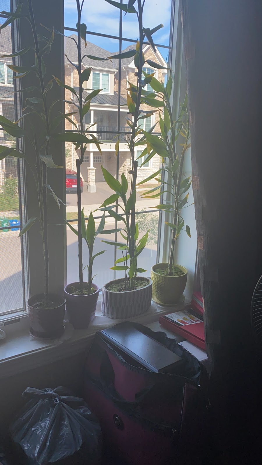 The Green Indoor | 3062 Mistletoe Gardens, Oakville, ON L6M 0Y9, Canada | Phone: (647) 296-9260