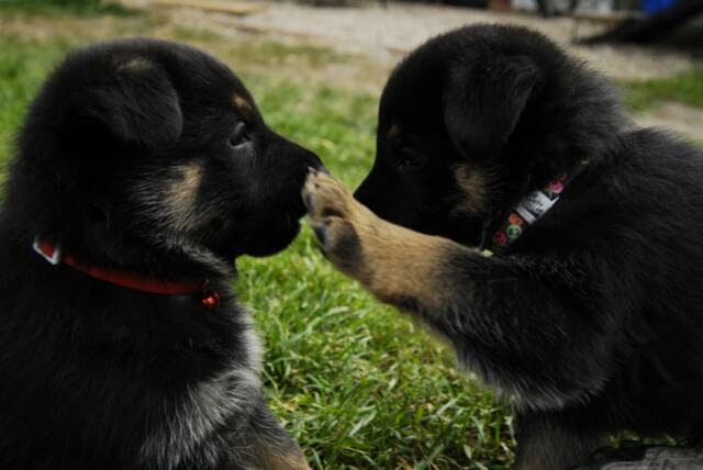 Ulvilden German Shepherds | Saskatchewan 302, Macdowall, SK S0K 2S0, Canada | Phone: (306) 922-4787