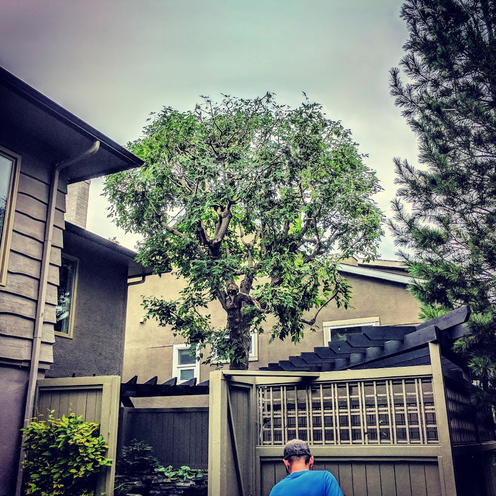 Adair Tree Care Ltd. | 2323B 24 Ave NE, Calgary, AB T2E 8L9, Canada | Phone: (403) 686-6030