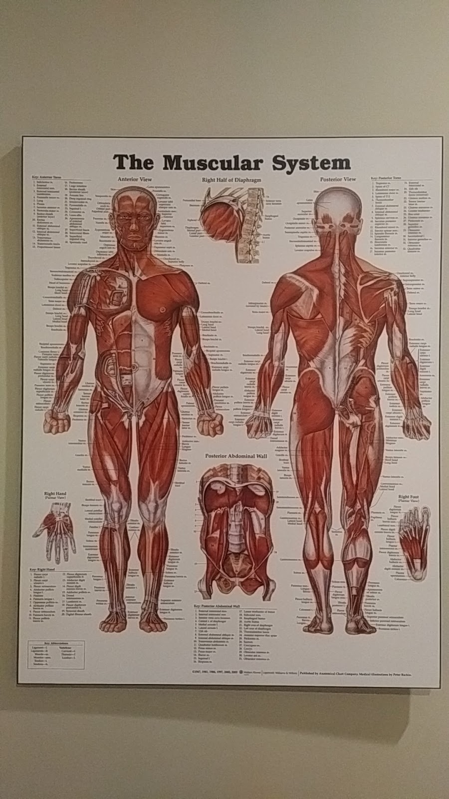 Total Body Health | 5118 Cordova Bay Rd Unit #103, Victoria, BC V8Y 2K5, Canada | Phone: (250) 477-5776