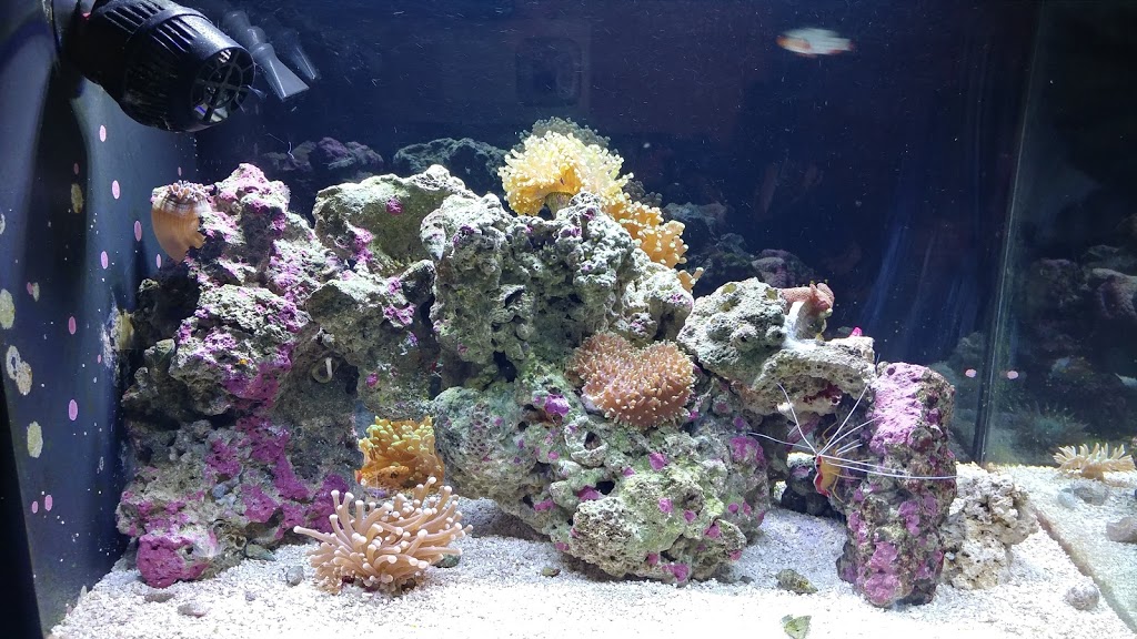 Coral Reef Shop | 1371 Plains Rd E, Burlington, ON L7R 3P9, Canada | Phone: (289) 337-3398