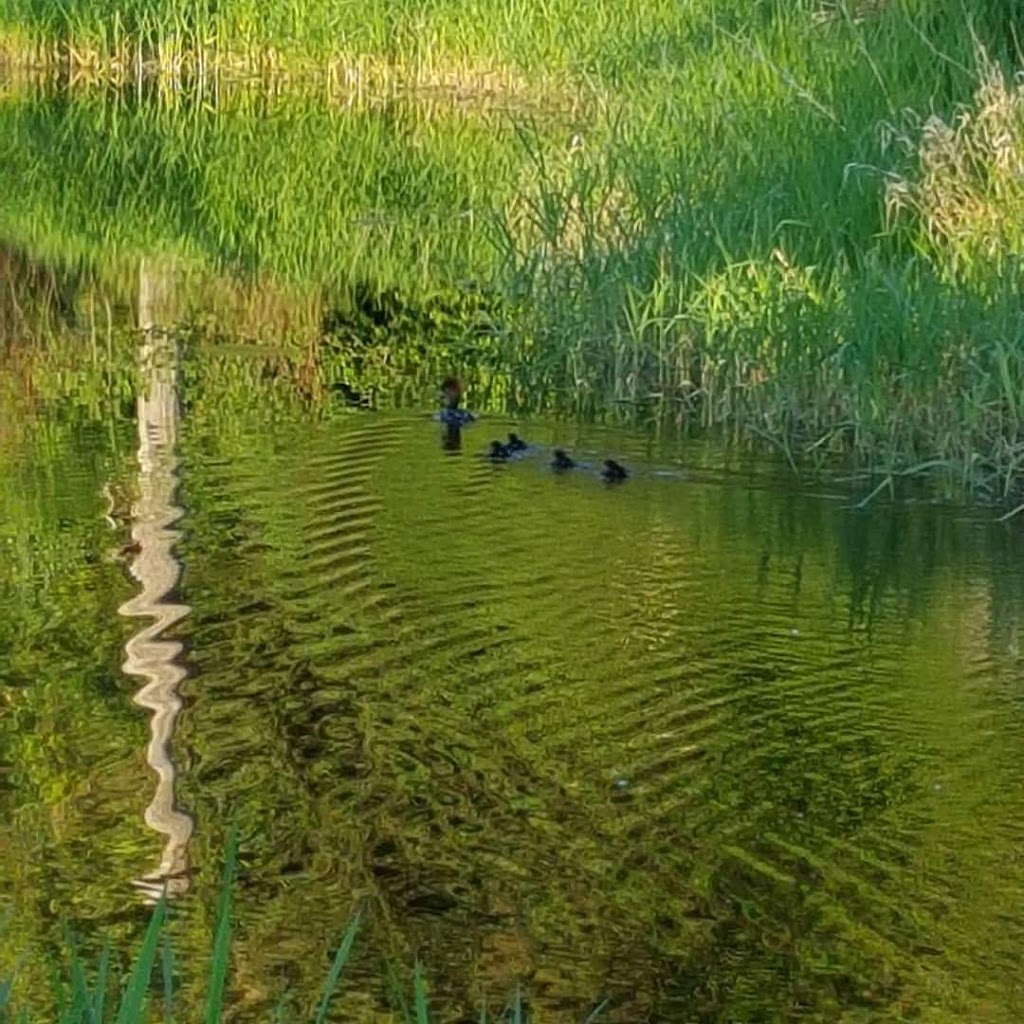 Silverdale Creek Wetlands | 31650 Silverdale Ave, Mission, BC V4S 1J8, Canada
