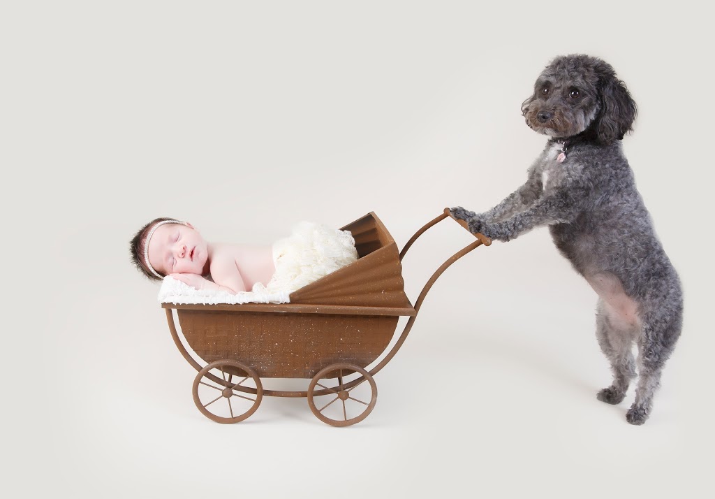 Lil One Photography | 3 Redelmeier Ct, Maple, ON L6A 4Y8, Canada | Phone: (416) 272-5441