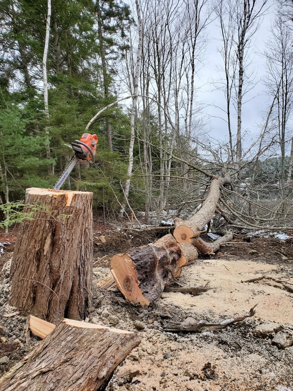Conserve A Tree Forestry | 54 Lower Grant Rd, Chester Basin, NS B0J 1K0, Canada | Phone: (902) 275-8450