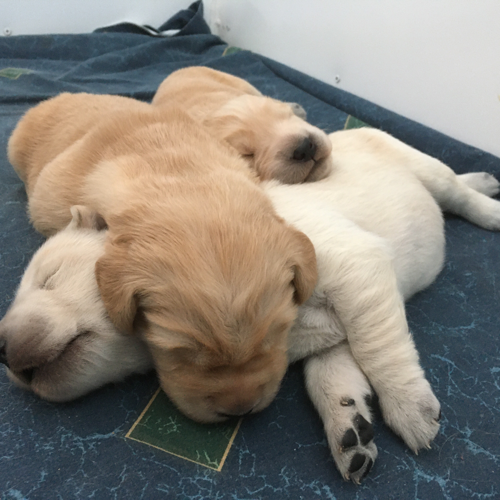 Élevage Canopy Golden Retrievers | 84 La Petite Ligne, Saint-Alexis, QC J0K 1T0, Canada | Phone: (450) 750-6626