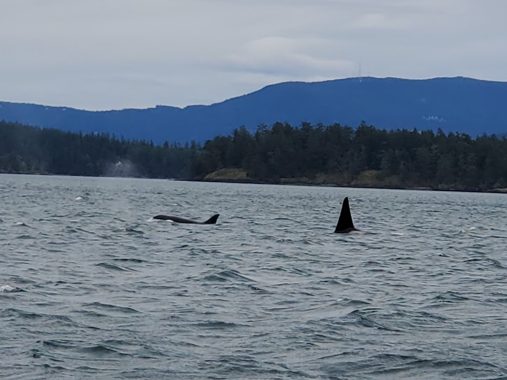 Orcas Island Whale Watch and Deer Harbor Charters | 5164 Deer Harbor Rd, Deer Harbor, WA 98243, USA | Phone: (360) 376-5989