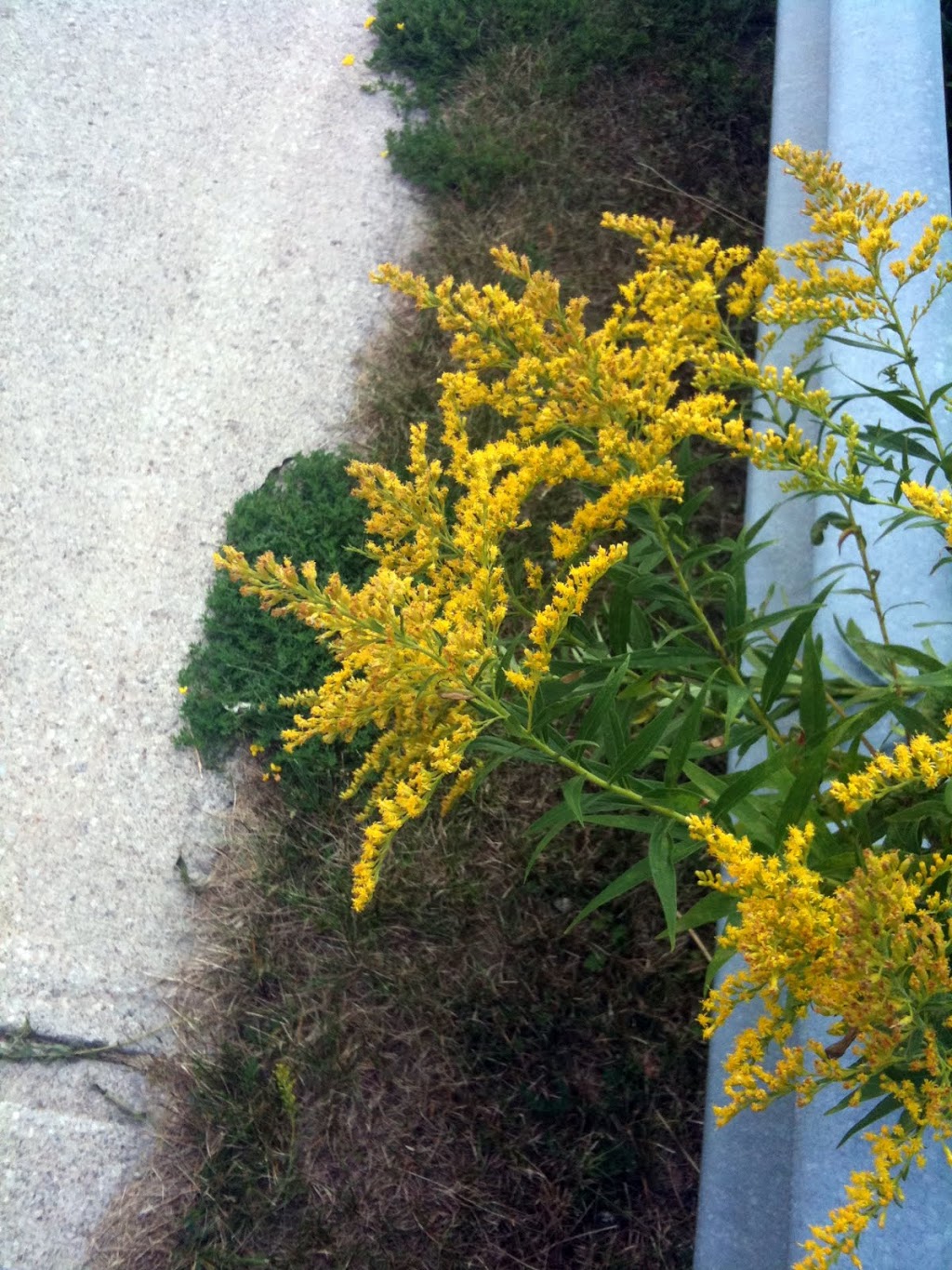 White Oak Parkette | Springbrook Dr., W. of Bayview Av & N. of Bantry Ave., Richmond Hill, ON L4B 3R3, Canada | Phone: (905) 771-8800