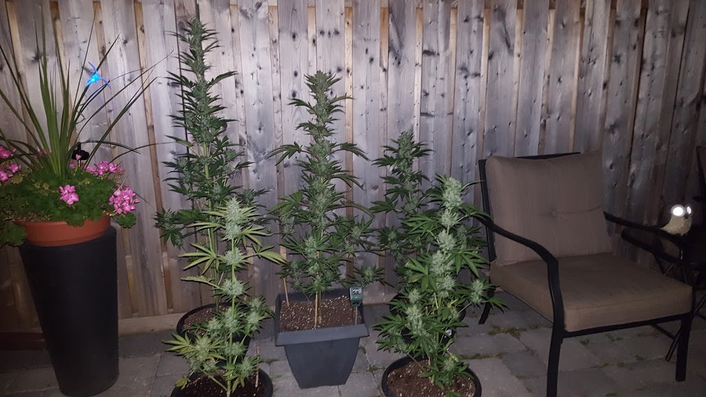 The Niagara Seed Bank | 4957 Bridge St, Niagara Falls, ON L2E 2S4, Canada | Phone: (289) 296-6173