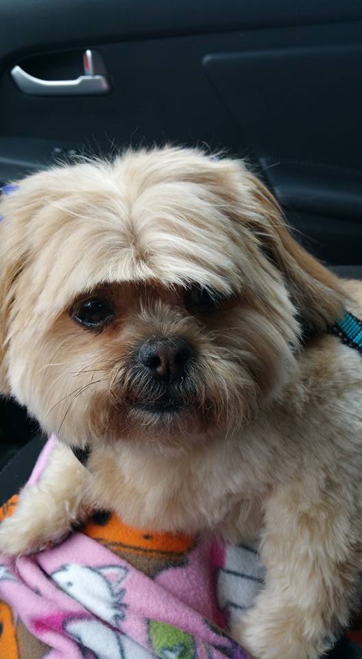 Bank Street Animal Hospital | 2446 Bank St #123, Ottawa, ON K1V 1A4, Canada | Phone: (613) 695-2060