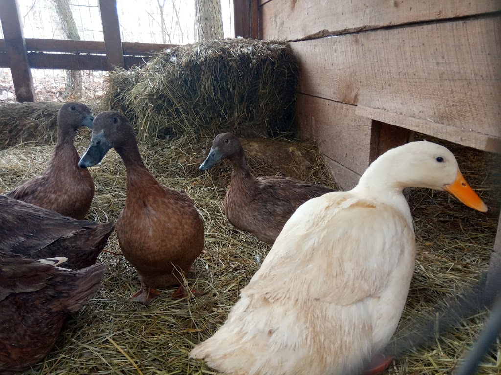 Maple Bluff Farm | 398 Williamsport Rd, Huntsville, ON P1H 2J4, Canada | Phone: (705) 787-1536