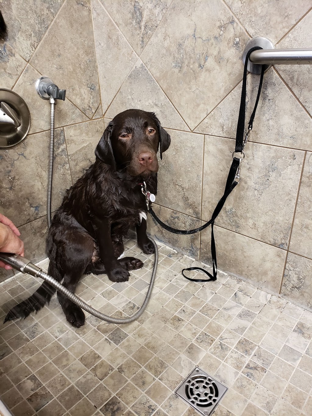 Bosleys by Pet Valu | 20202 66 Ave, Langley Twp, BC V2Y 1P3, Canada | Phone: (778) 277-2705