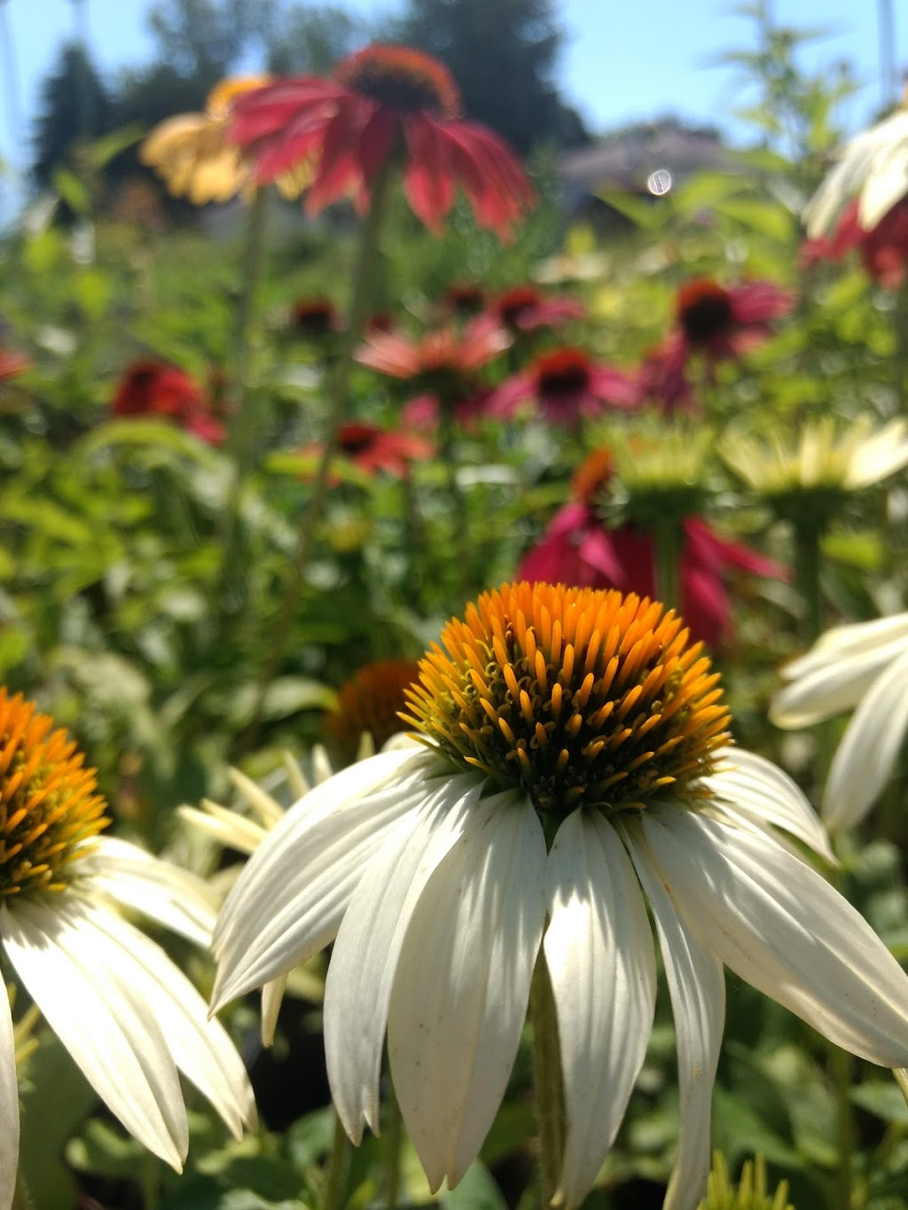 Niemi Family Farm | 18463 ON-48, Mount Albert, ON L0G 1M0, Canada | Phone: (289) 716-4586