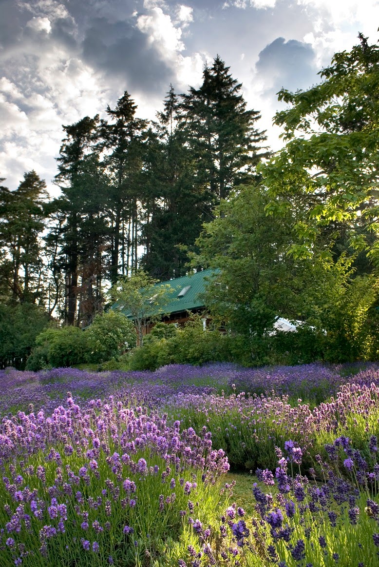 Happy Valley Lavender & Herbs | 3505 Happy Valley Rd, Victoria, BC V9C 2Y2, Canada | Phone: (250) 474-5767