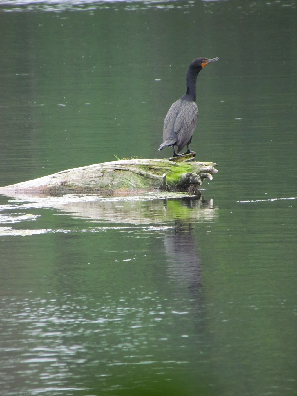 Harvey Moore Wildlife Sanctuary | 7096 Commercial Rd, Montague, PE C0A 1R0, Canada | Phone: (902) 838-3351