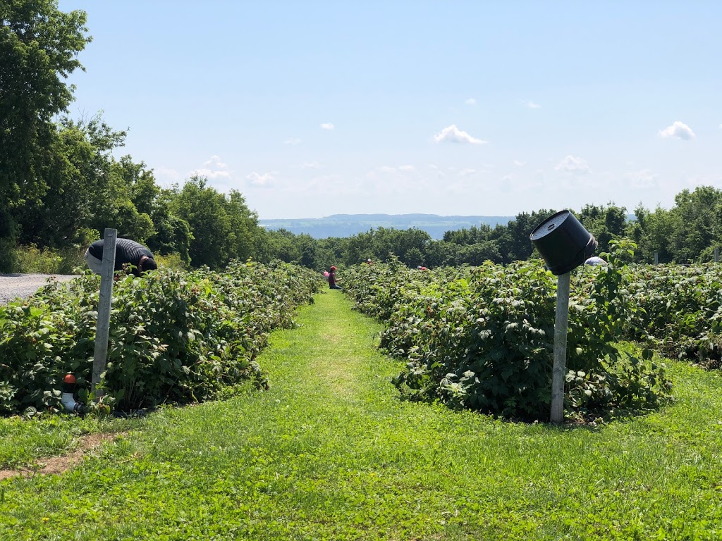 Ferme champs des saveurs | 250 Rue de la Station, Neuville, QC G0A 2R0, Canada | Phone: (418) 559-2431