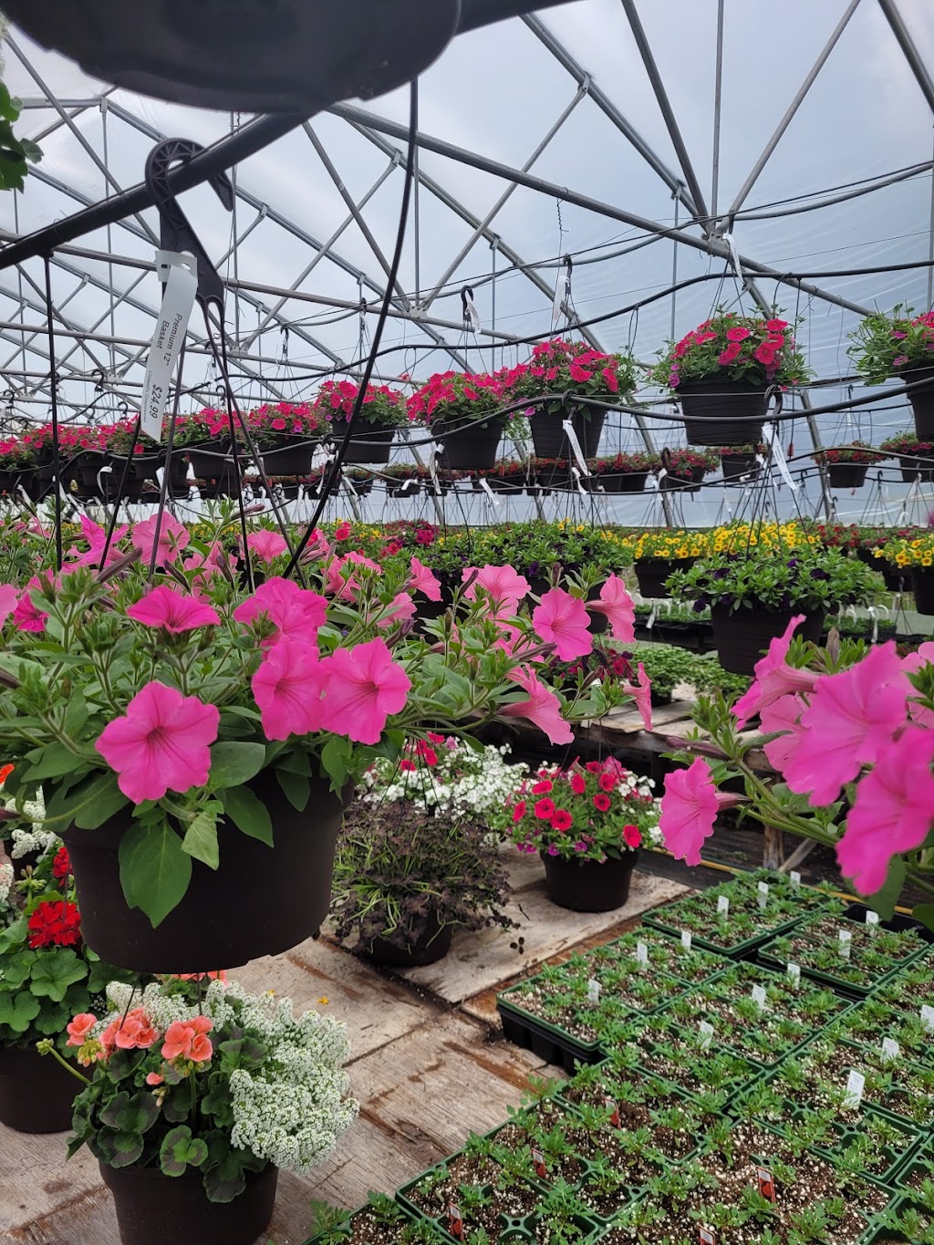 Crowells Greenhouses | 15343 Longwoods Rd, Bothwell, ON N0P 1C0, Canada | Phone: (519) 695-3605