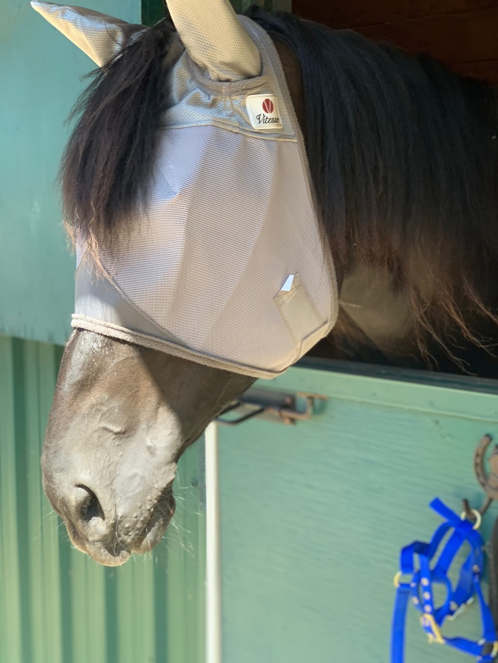 Vitesse Equestrian | 3875 202 St, Langley Twp, BC V3A 1R9, Canada | Phone: (604) 719-8716