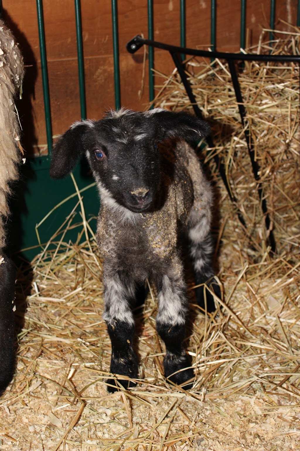 Falkenridge Farm | 1266 Falkenburg Rd, Bracebridge, ON P1L 1X4, Canada | Phone: (705) 645-7905