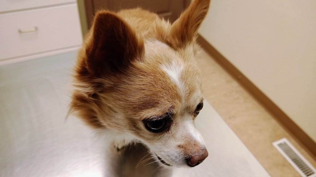Sylvan Lake Veterinary Clinic | 4640 44 St, Sylvan Lake, AB T4S 1L1, Canada | Phone: (403) 887-4240