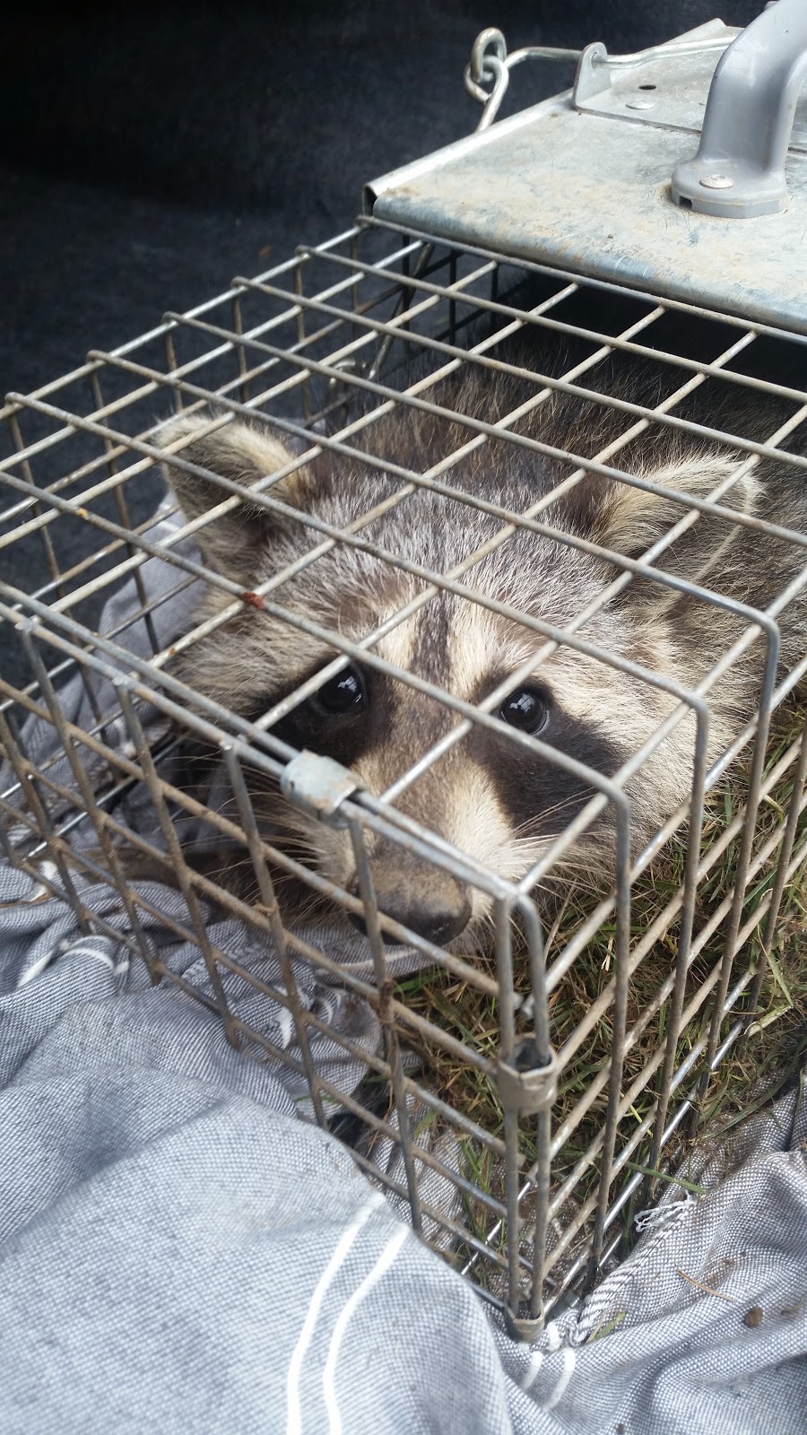 Xterminate Pest Control | 22 Allenhead Crescent, Brampton, ON L6Z 4H4, Canada | Phone: (416) 708-2248