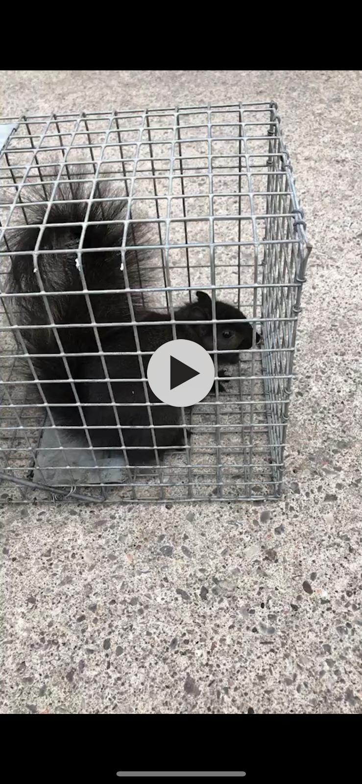 CBC Pest Control and Wildlife | 255-2375 Brimley Rd, Scarborough, ON M1S 3L6, Canada | Phone: (647) 802-8841