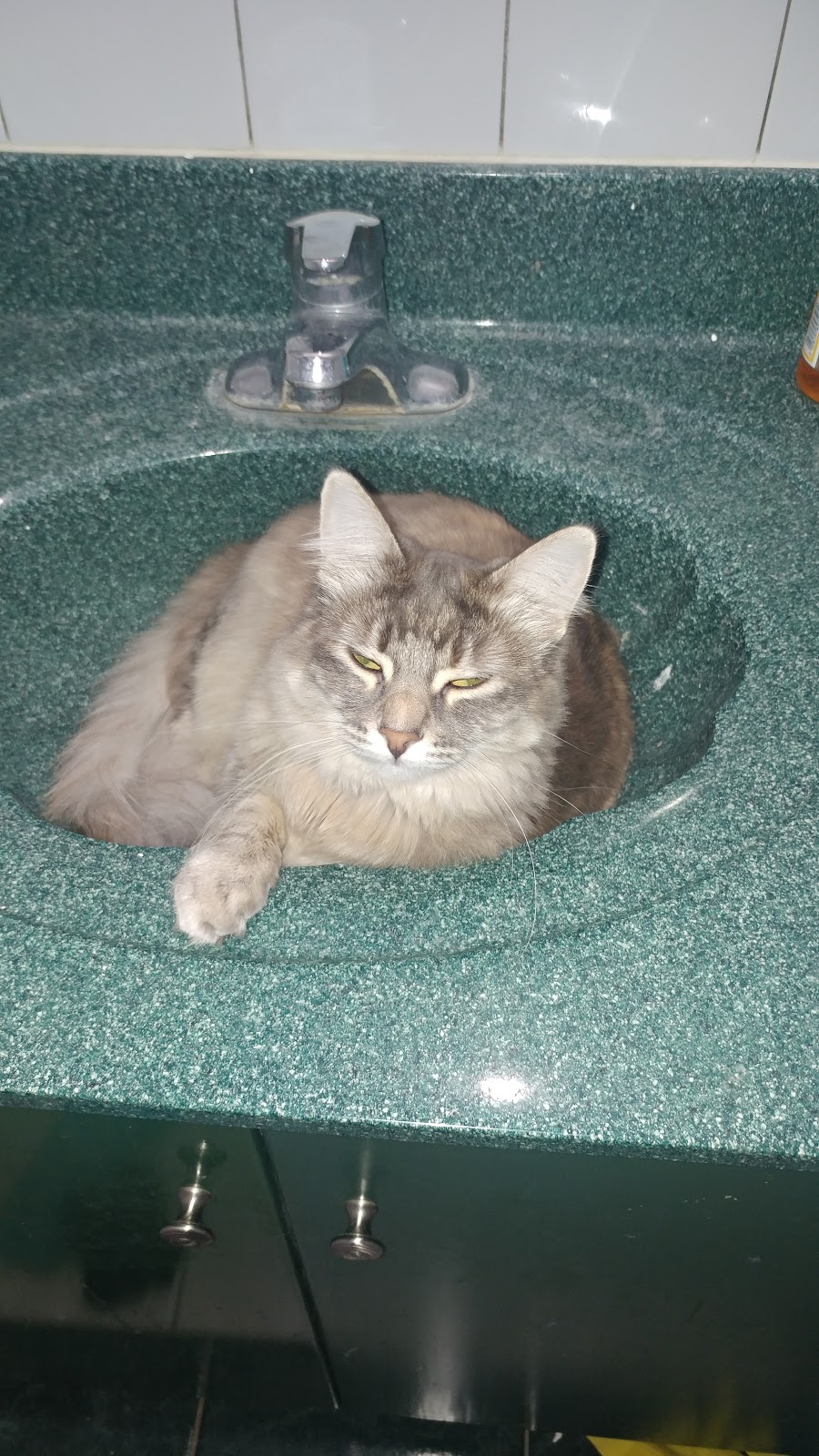 Prince Albert SPCA Animal Care Centre | 1125 N Industrial Dr, Prince Albert, SK S6V 5T1, Canada | Phone: (306) 763-6110